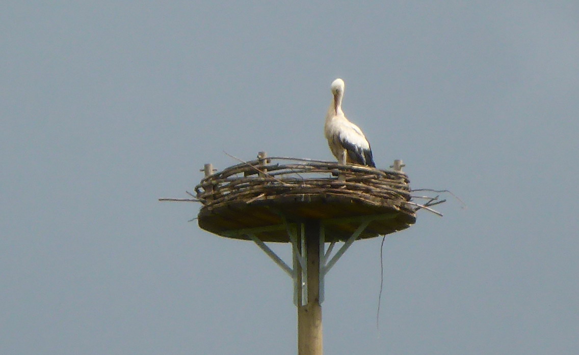 Nidda Storch 1